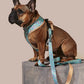 Sprinkle Me Blue Dog Leash