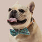 Sprinkle Me Blue Dog Collar & Bowtie