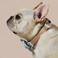 Sprinkle Me Blue Dog Collar & Bowtie