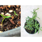 Wildflower Seed Confetti Refill: Frost/Wheat/Mint