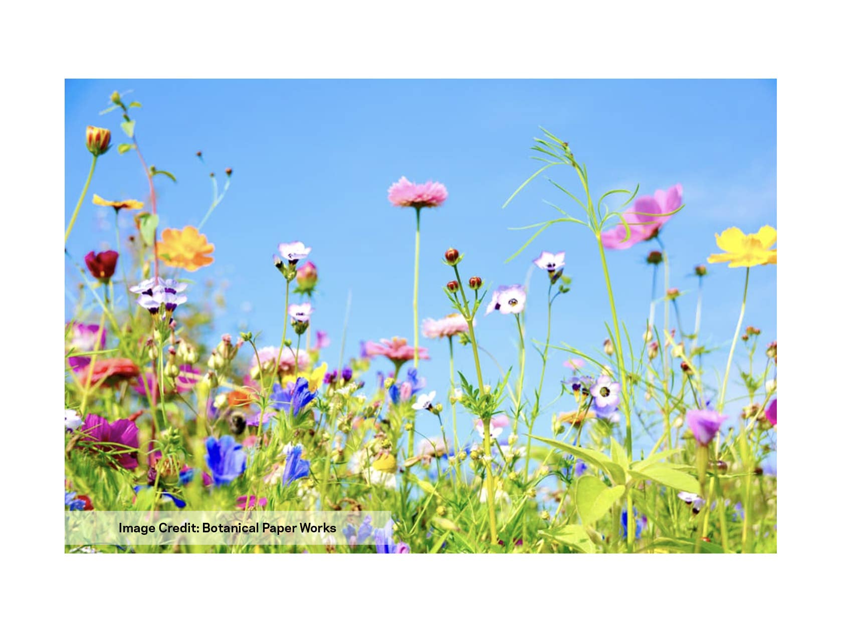 flower seed confetti Multi Colored Wildflower Seed Confetti