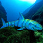 Jawsome Great White Shark