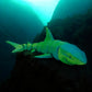Jawsome Great White Shark